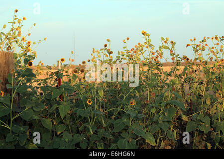 Un cluster de tournesols absorbant les rayons du soleil sur un poteau de clôture en bois Banque D'Images