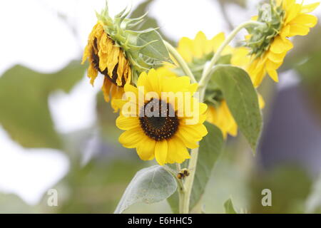 Tournesols d'été dans une ruelle de Bloomington, Indiana Sun fleur fleurs jaune. Banque D'Images