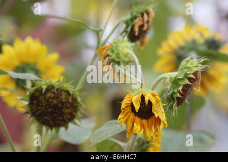 Tournesols d'été dans une ruelle de Bloomington, Indiana Sun fleur fleurs jaune. Banque D'Images