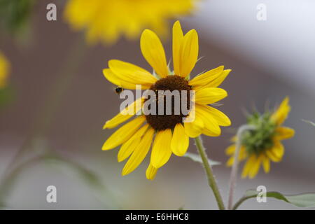 Tournesols d'été dans une ruelle de Bloomington, Indiana Sun fleur fleurs jaune. Banque D'Images