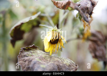 Tournesols d'été dans une ruelle de Bloomington, Indiana Sun fleur fleurs jaune. Banque D'Images