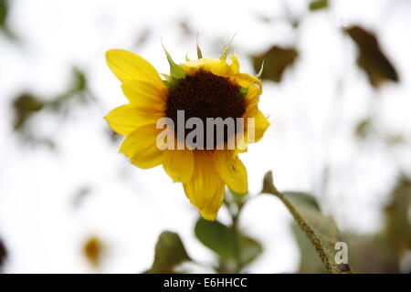 Tournesols d'été dans une ruelle de Bloomington, Indiana Sun fleur fleurs jaune. Banque D'Images