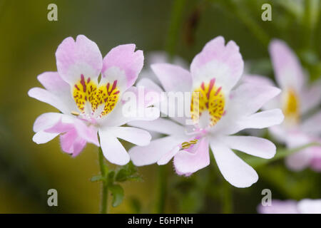 X Schizanthus wisetonensis, 'Dr. Badger'. Fleur papillon. Banque D'Images