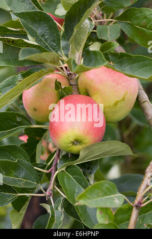 Malus domestica 'Akane'. De plus en plus de pommes dans un verger. Banque D'Images