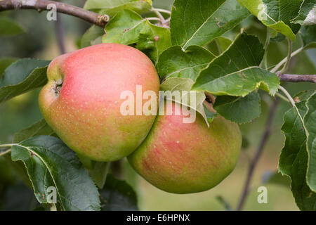 Malus domestica 'Hollandbury'. De plus en plus de pommes dans un verger. Banque D'Images