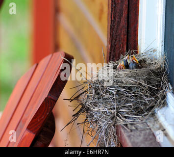 Un merle d'Amérique (Turdus migratorius) nid construit sur un rebord de fenêtre avec de jeunes à out Banque D'Images