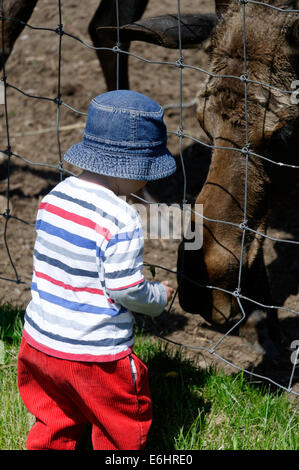 Un jeune garçon l'alimentation à la main un orignal au Bioparc de la Gaspésie, au Québec, en Banque D'Images