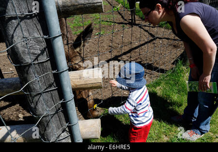 Un jeune garçon l'alimentation à la main un orignal au Bioparc de la Gaspésie, au Québec, en Banque D'Images