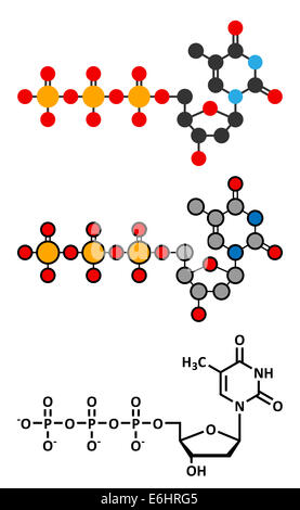 La thymidine triphosphate (TTP) molécule de nucléotides. Bloc de construction d'ADN. Les rendus 2D stylisée et conventionnelle formule topologique. Banque D'Images