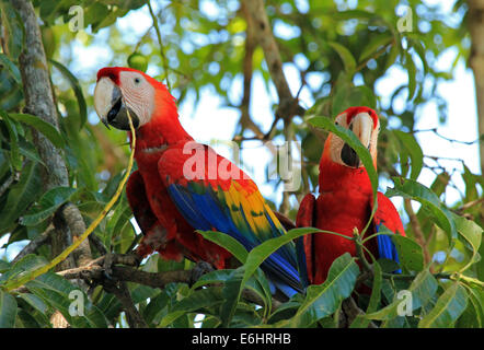 Deux aras rouges (Ara macao), Limonal, Costa Rica Banque D'Images