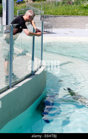 Un homme de photographier les phoques dans leur piscine à l'Aquarium de Québec Banque D'Images