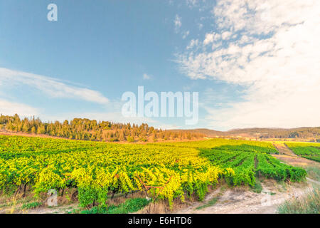 Vignes Banque D'Images