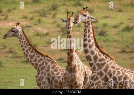 Trois girafe près d'un étang dans le parc transfrontalier Kgalagadi National Park, Afrique du Sud. Banque D'Images