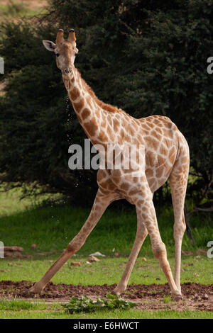 Une girafe de boissons dans un étang dans le parc transfrontalier Kgalagadi National Park, Afrique du Sud. Banque D'Images