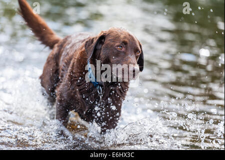 Labrador qui traverse l'eau de la rivière Wharfe à Bolton Abbey. Banque D'Images