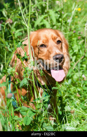 Sprocker spaniel Banque D'Images