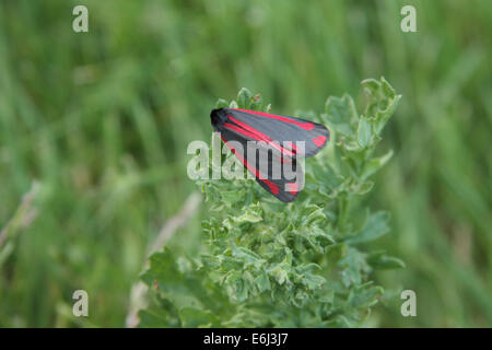 Cinnabar moth Banque D'Images