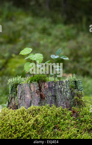 Deux petits arbres, de plus en plus de mousse et de lichen en haut d'une souche d'un arbre dans la forêt. Banque D'Images