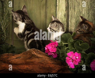 Trois jeunes chatons à une porte Banque D'Images