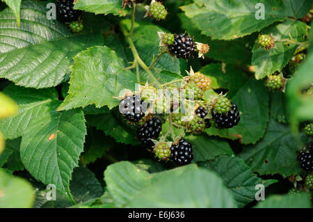 Petits fruits encore verts et mûrs de blackberry sur la feuille Banque D'Images