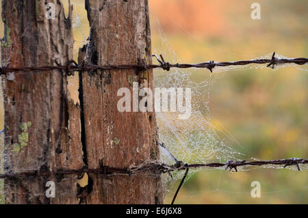 Poteau de clôture en décomposition avec araignées attachés à la poste et sur le fil Banque D'Images