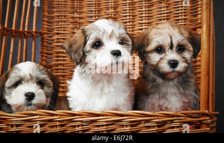 Trois chiots Bichon havanais bichon à l'intérieur du panier, l'âge de sept semaines Banque D'Images