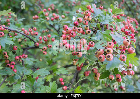 Fruits rouges de l'aubépine Crataegus monogyna Banque D'Images