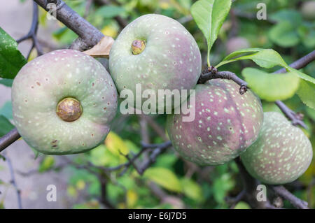 Les fruits du cognassier Chaenomeles superba japonais Banque D'Images