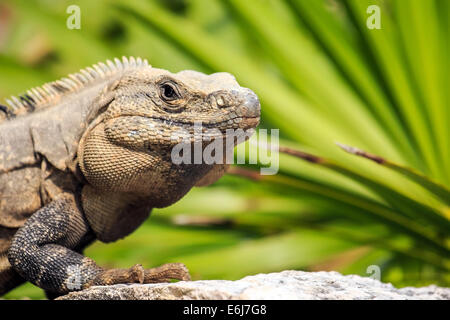 Iguane mexicain se reposant sur un rocher dans Playacar, Mexique Banque D'Images