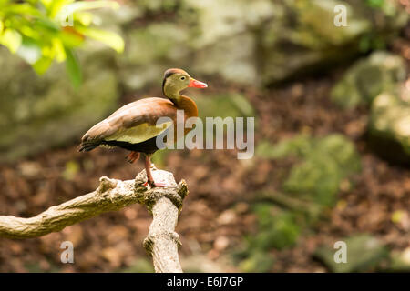 Belle Black-bellied whistling duck arbre au Mexique Banque D'Images