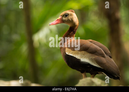 Belle Black-bellied whistling duck arbre au Mexique Banque D'Images