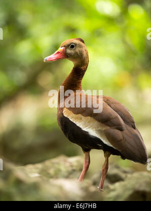 Belle Black-bellied whistling duck arbre au Mexique Banque D'Images