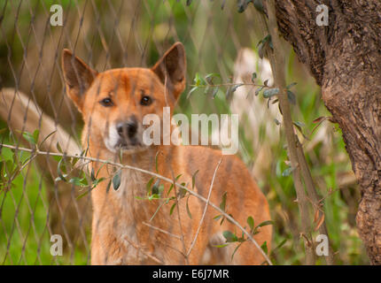 Guinée chantant Chien (Canis hallstromi), du Zoo de San Diego, Balboa Park, San Diego, Californie Banque D'Images