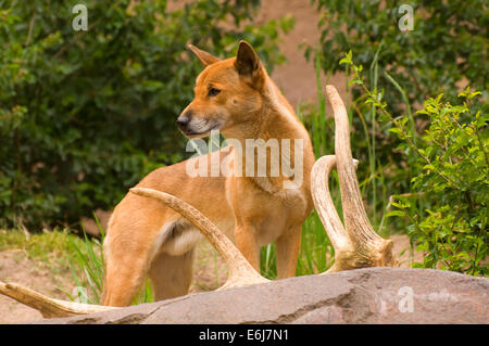 Guinée chantant Chien (Canis hallstromi), du Zoo de San Diego, Balboa Park, San Diego, Californie Banque D'Images