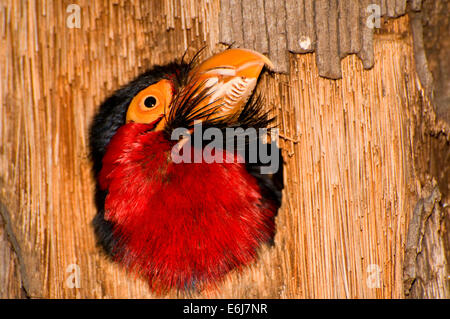 Barbet barbu (Lybius dubius), du Zoo de San Diego, Balboa Park, San Diego, Californie Banque D'Images