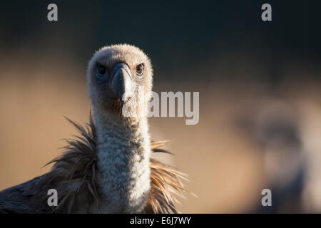 Vautour fauve (Gyps fulvus) tête portrait. Lleida province. La Catalogne. L'Espagne. Banque D'Images