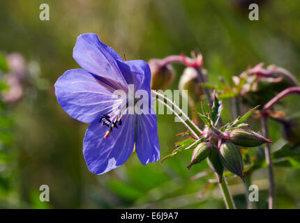 Géranium sanguin pré fleur. Hurst Meadows, West Molesey, Surrey, Angleterre. Banque D'Images