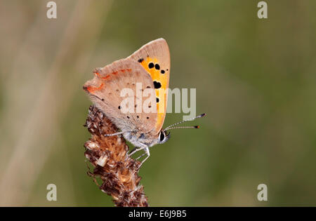 Petit papillon de cuivre sur le Plantain à feuilles étroites. Hurst Meadows, West Molesey, Surrey, Angleterre. Banque D'Images