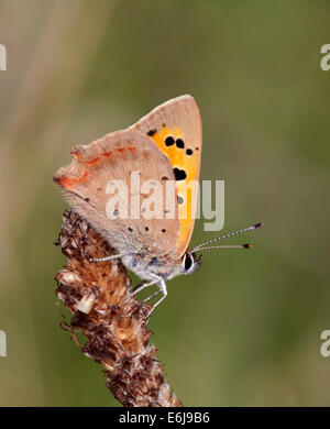 Petit papillon de cuivre sur le Plantain à feuilles étroites. Hurst Meadows, West Molesey, Surrey, Angleterre. Banque D'Images