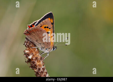 Petit papillon de cuivre sur le Plantain à feuilles étroites. Hurst Meadows, West Molesey, Surrey, Angleterre. Banque D'Images