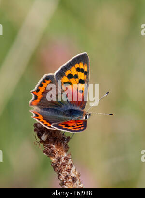 Petit papillon de cuivre sur le Plantain à feuilles étroites. Hurst Meadows, West Molesey, Surrey, Angleterre. Banque D'Images