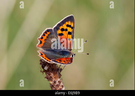 Petit papillon de cuivre sur le Plantain à feuilles étroites. Hurst Meadows, West Molesey, Surrey, Angleterre. Banque D'Images