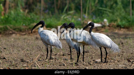 Flock of Oriental Ibis blanc Banque D'Images