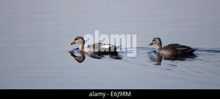 Deux mail canard-jouant autour. Banque D'Images