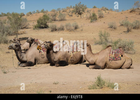 Des chameaux dans Gorge Sarmysh en Ouzbékistan Banque D'Images