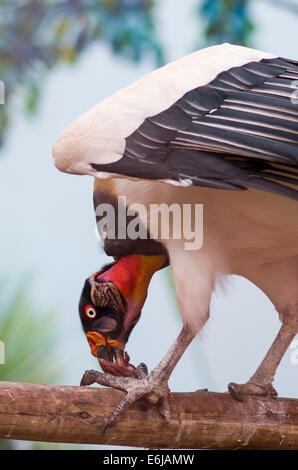 Vautour pape (Sarcoramphus papa) dans le zoo de Lima. Banque D'Images