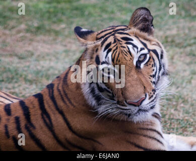 Tigre du Bengale (Panthera tigris tigris) dans le zoo de Lima. Banque D'Images