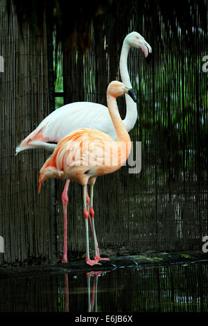 Deux flamants dans le Zoo d'Adélaïde en Australie Banque D'Images