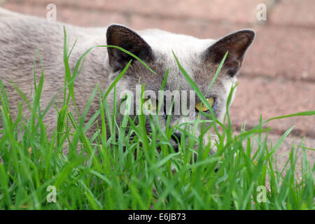 De l'herbe à chat Banque D'Images