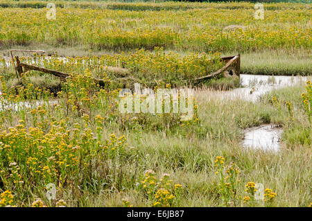 Bateau pourri entouré par Golden Salicornes dans le marais salant à Leigh on Sea, Essex Banque D'Images